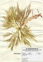 藏品(小果海膜)的圖片